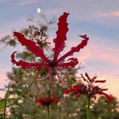 Gloriosa superba 'Rothschildiana'