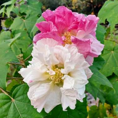 Hibiscus Mutabilis