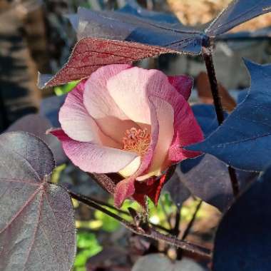 Gossypium herbaceum 'Nigrum' syn. Gossypium herbaceaum 'Nigra'