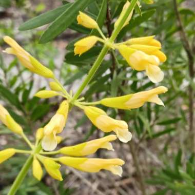 Salvia Madrensis