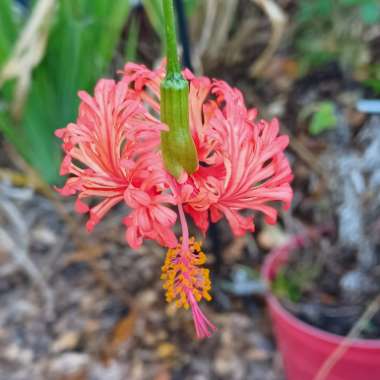 Hibiscus schizopetalus