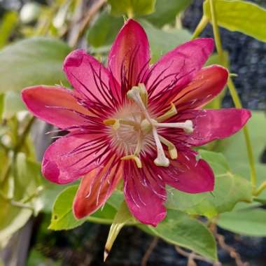 Passiflora 'Lady Margaret'