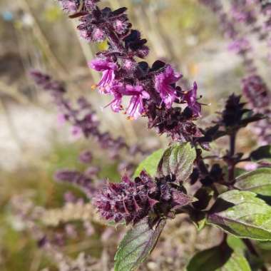 Ocimum 'African Blue' syn. Ocimum basilicum 'African Blue'