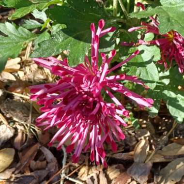 Chrysanthemum