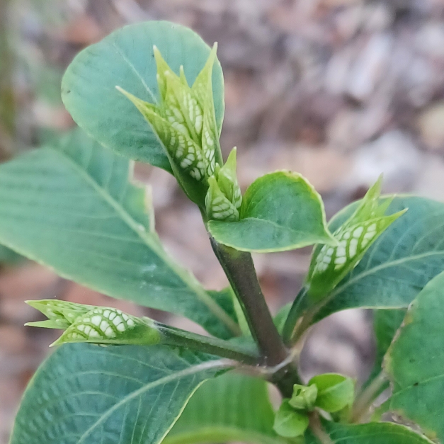 Plant image Eranthemum Pulchellum