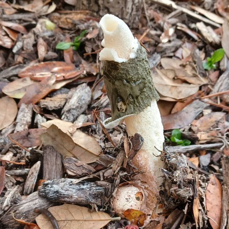 Plant image Phallus impudicus