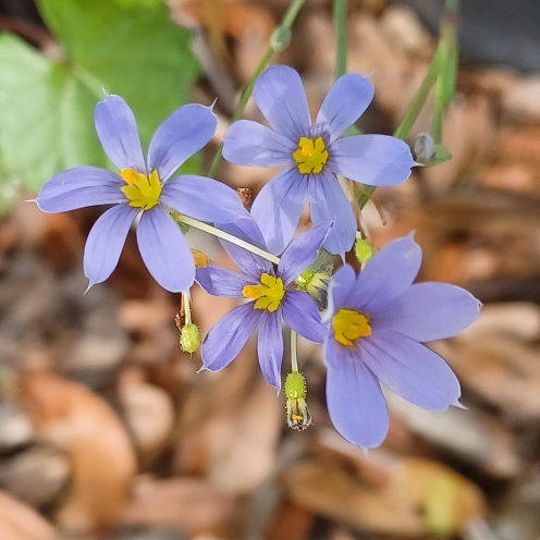 Plant image Sisyrinchium montanum