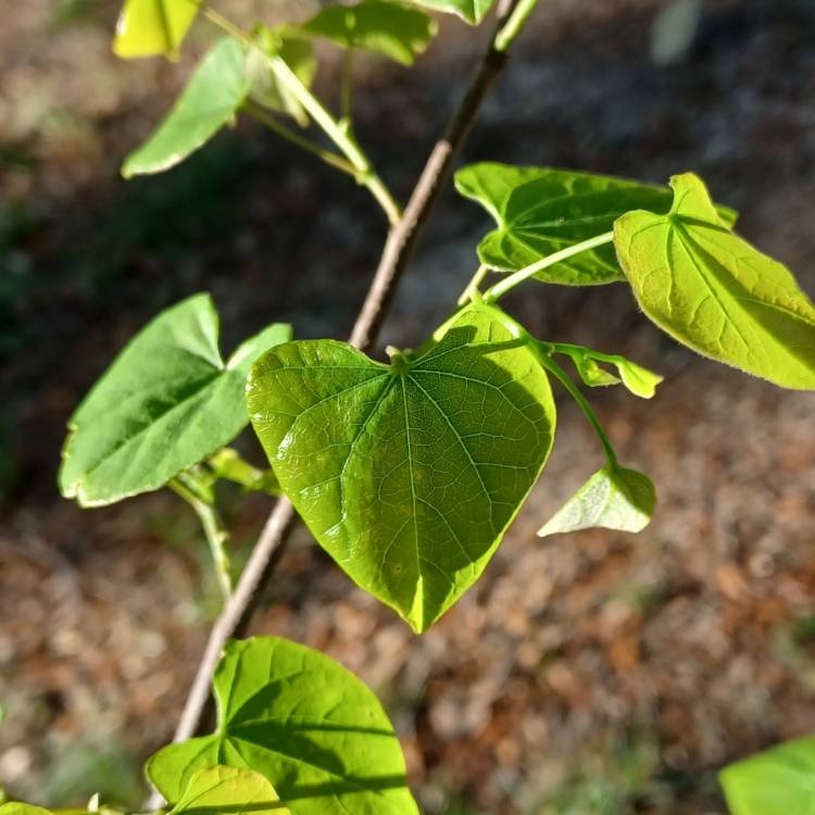 Plant image Cercis Canadensis