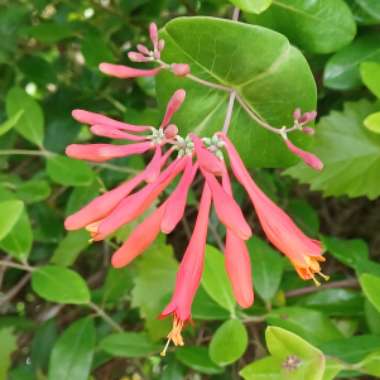 Lonicera sempervirens