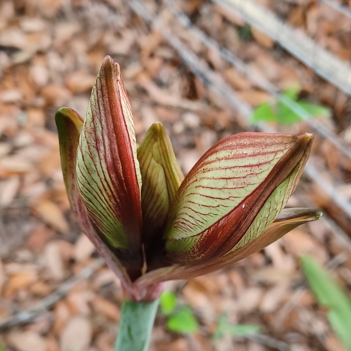 plant image 1703815