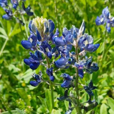 Lupinus pilosus