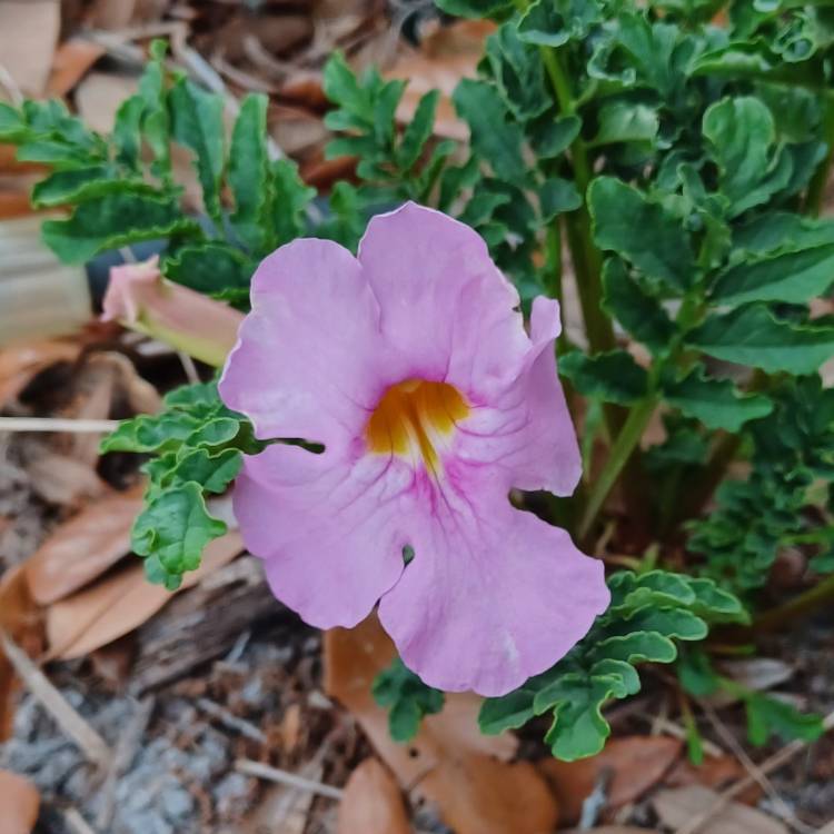 Plant image Incarvillea Delavayi