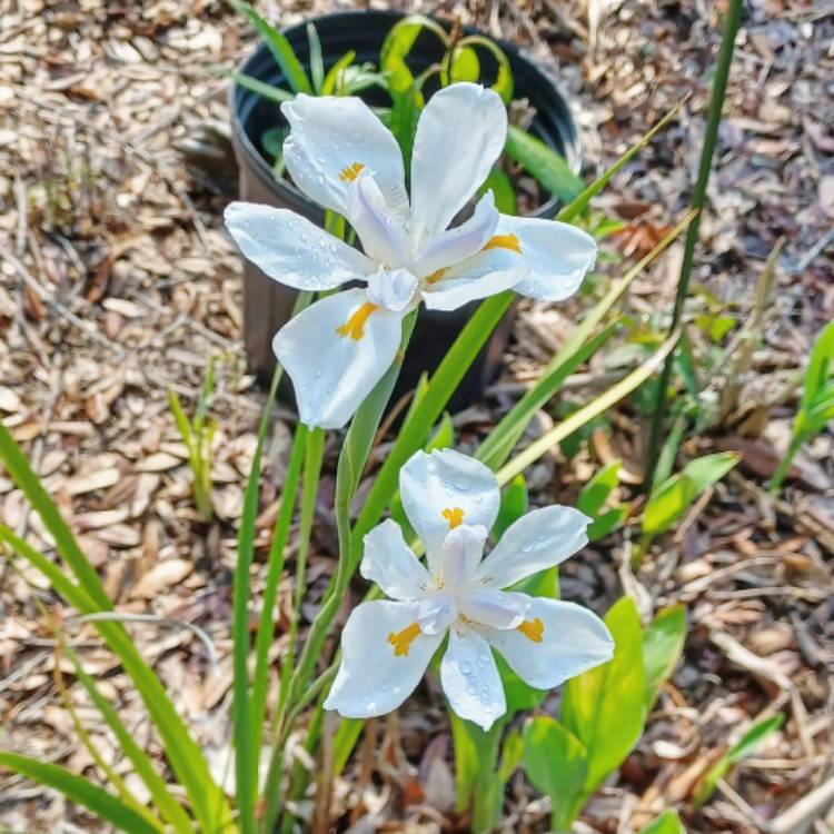 Dietes iridioides syn. Moraea iridioides, Moraea vegeta, Dietes vegeta ...