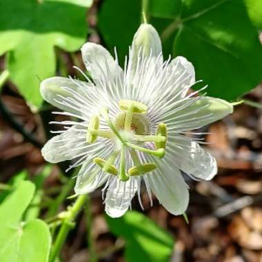 Passiflora foetida