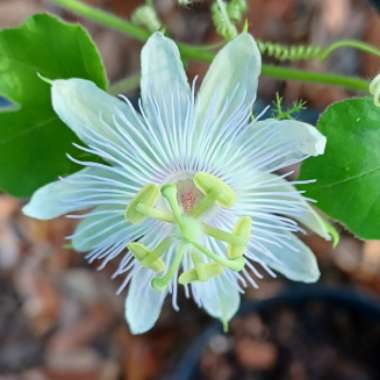 Passiflora foetida