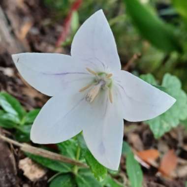 Platycodon grandiflorus  syn. Campanula grandiflora