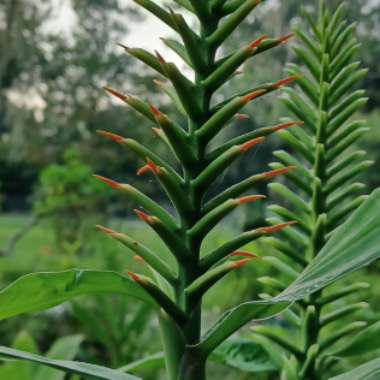 Hedychium Coccineum "Disney "