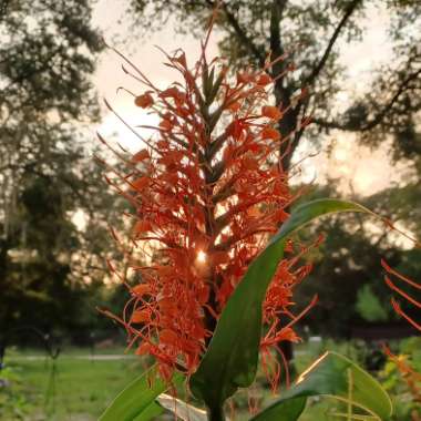 Hedychium Coccineum "Disney "