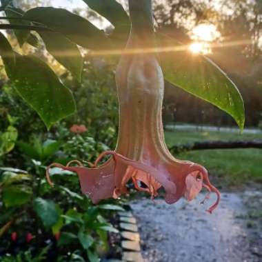 Brugmansia