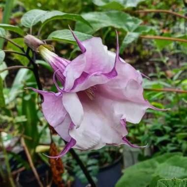 Datura metel 'Double Blackcurrant Swirl'