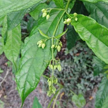 Clerodendrum wallichii