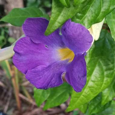 Thunbergia erecta