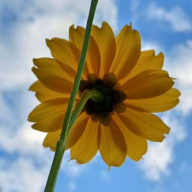 Tithonia diversifolia