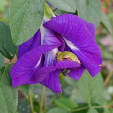 Clitoria ternatea