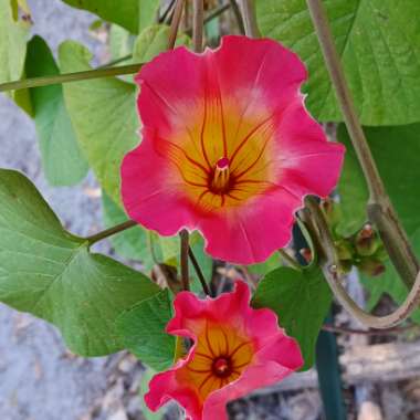 Hawaiian Sunset Vine