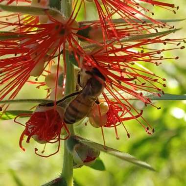 Weeping Bottlebrush