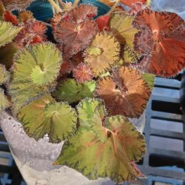 Rex Begonia