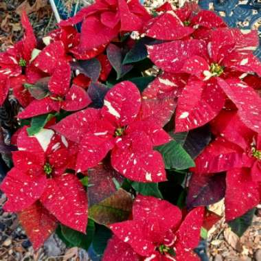 Poinsettia