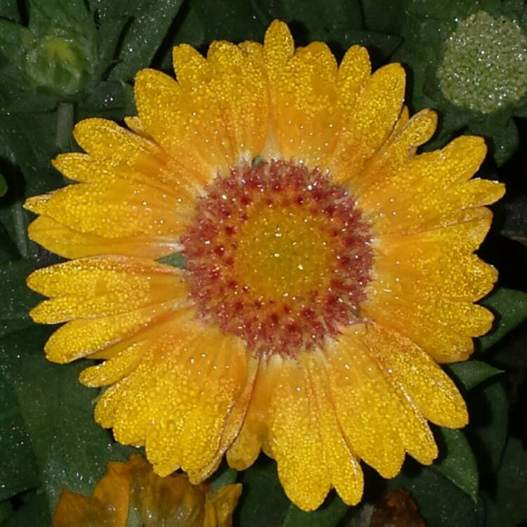 plant image 302065