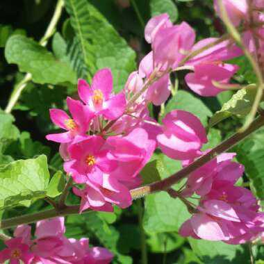 Antigonon leptopus