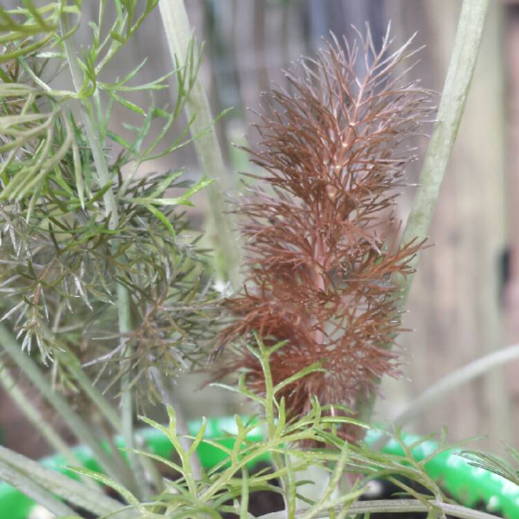 Plant image Foeniculum vulgare 'Giant Bronze' syn. Ferula 'Giant Bronze', Ferula communis 'Giant Bronze'