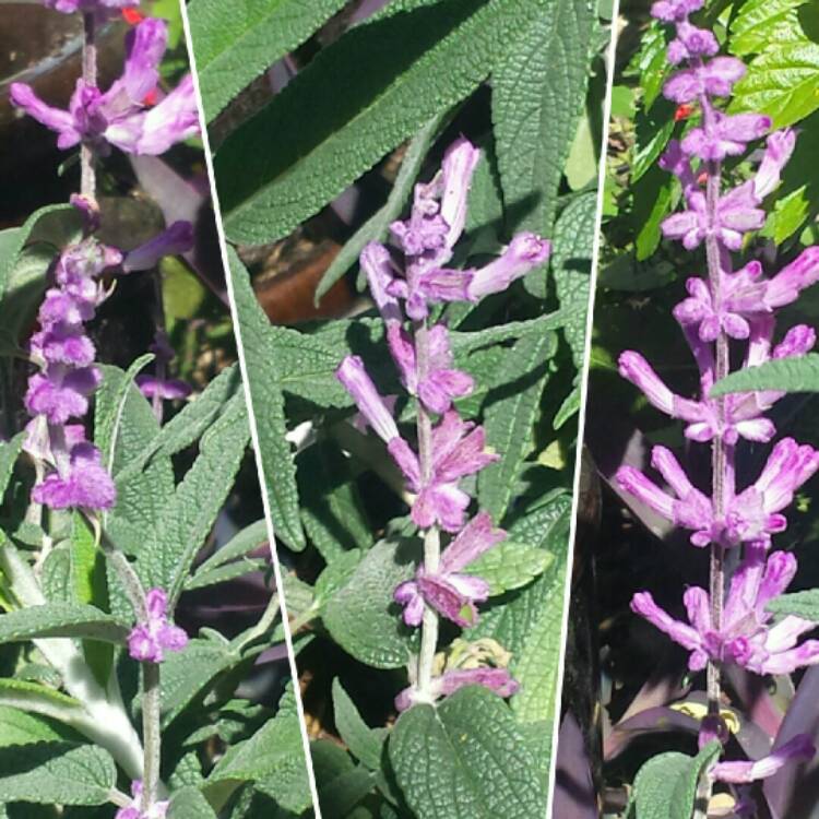 Plant image Salvia leucantha