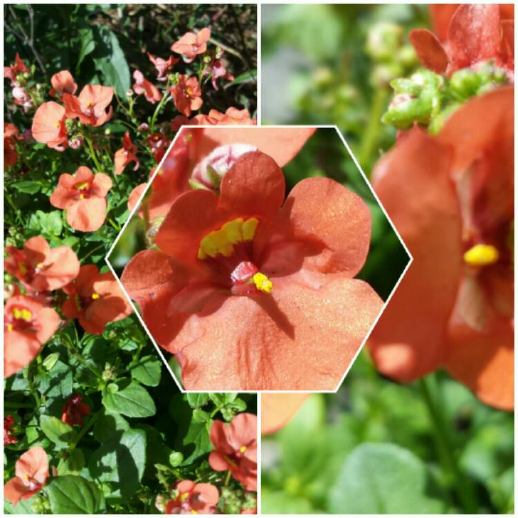 Plant image Diascia 'Orange'