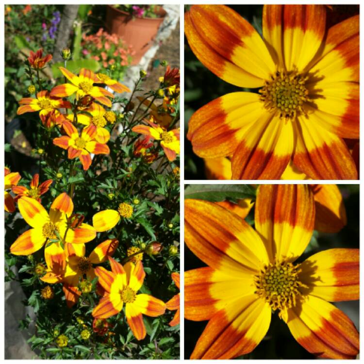 Plant image Bidens 'Bee Dance'