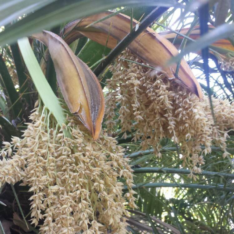 Plant image Phoenix Roebelenii