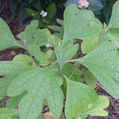 Sassafras albidum syn. Sassafras officinale syn.  Sassafras variifolium