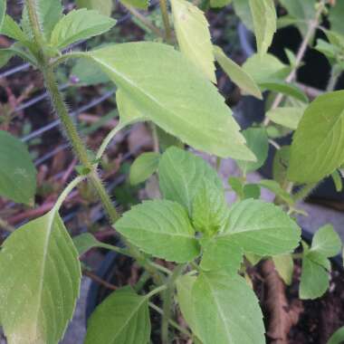 Ocimum basilicum