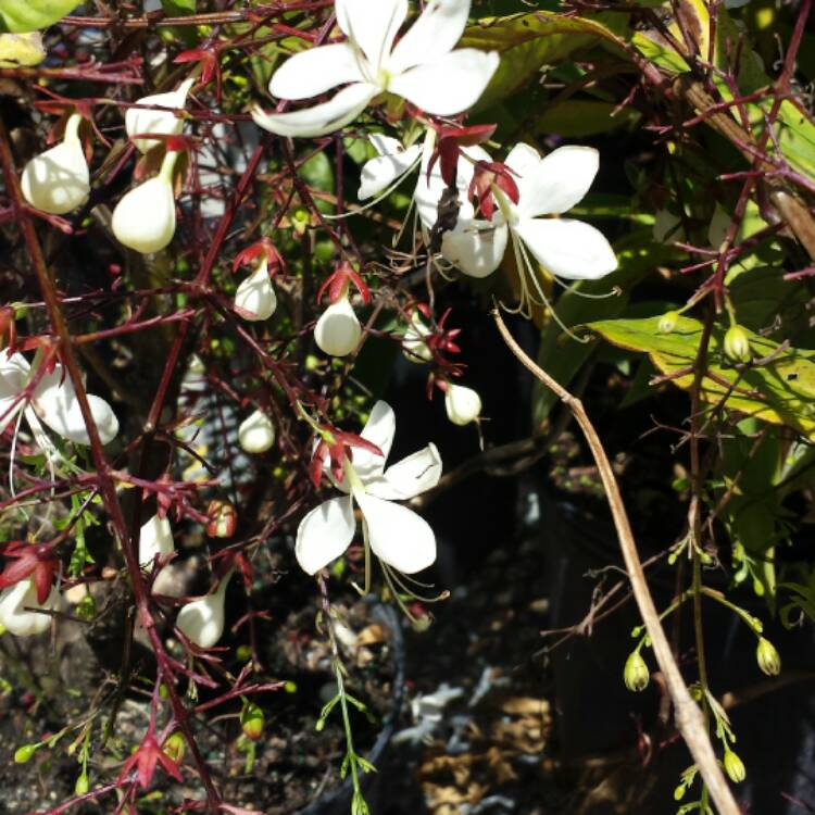 Clerodendrum Schmidtii syn. C. Smithianum, Chains Of Glory - uploaded ...