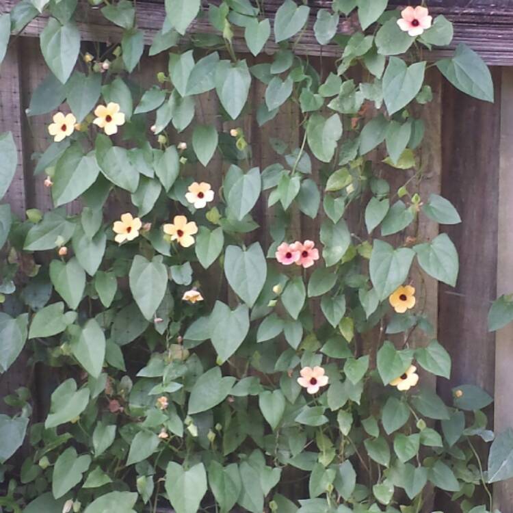 Plant image Thunbergia alata 'Arizona Glow'