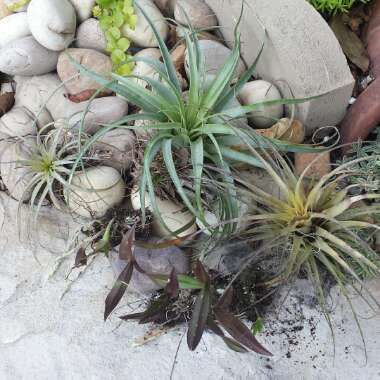 Tillandsia