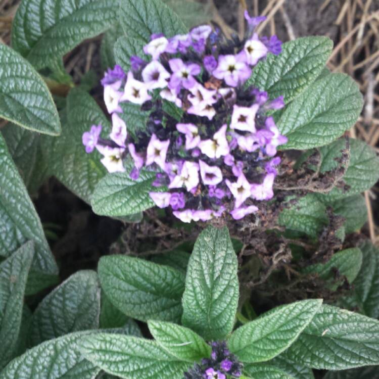 Plant image Heliotropium arborescens 'Butterfly Kisses'