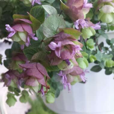 Origanum Rotundifolium 'Kent Beauty'