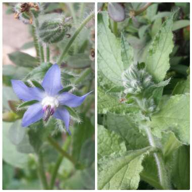 Borago officinalis