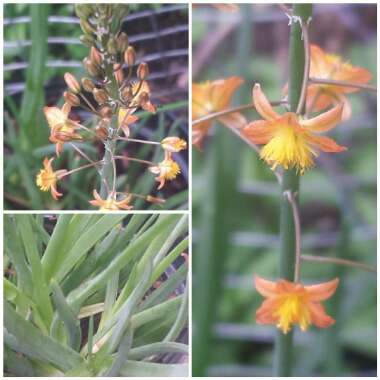 Bulbine frutescens