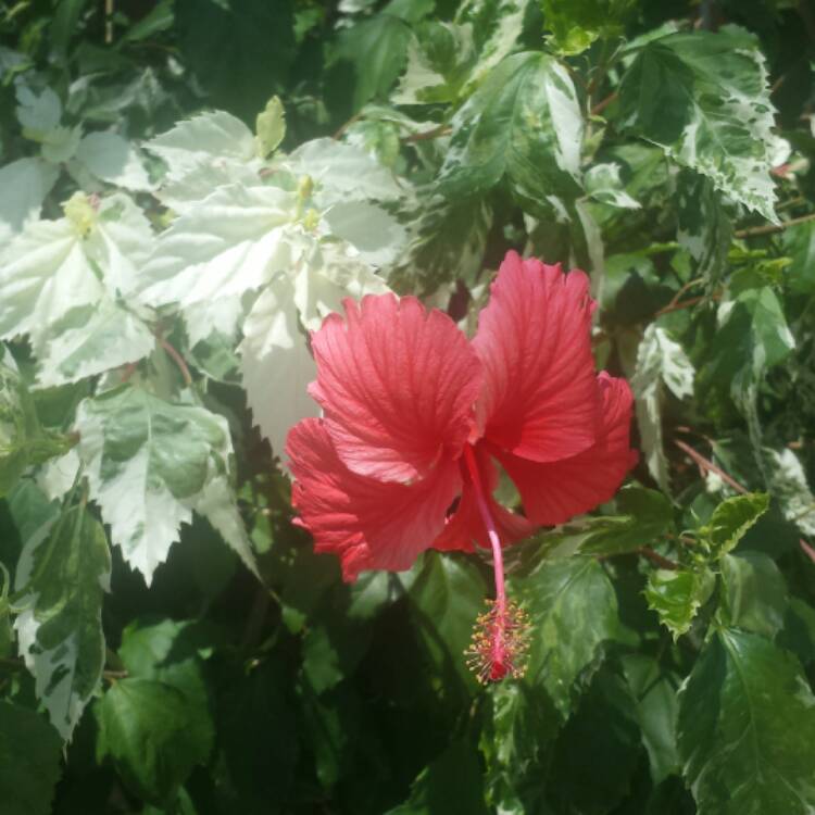 Plant image Hibiscus rosa-sinensis 'Snow Queen'