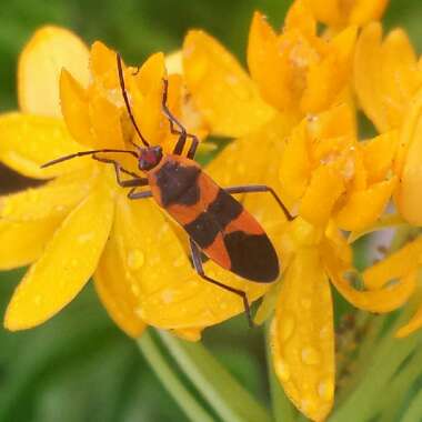 Asclepias curassavica